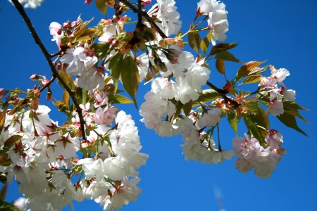 Pretty Blossoms