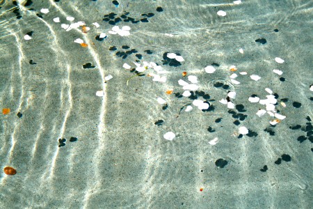 Fountain Petals