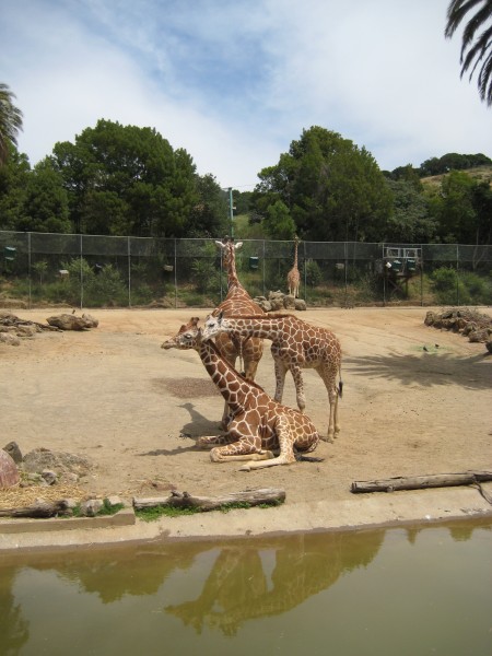 Giraffes at the Oakland Zoo