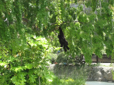 Chimp at the Oakland Zoo