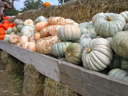 Arata Pumpkin Farm